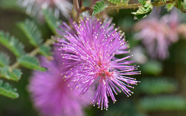 Mimosa dysocarpa, Velvetpod Mimosa, Southwest Desert Flora Mimosa dysocarpa, Velvetpod Mimosa, Southwest Desert Flora